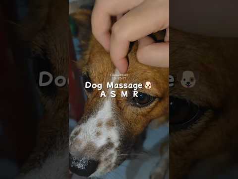 Dog Massage ASMR 🐶✨ #asmr #dog #dogs #massage