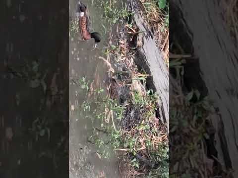 absolutely gorgeous weather #ducks #rain #rainsounds #rainyday #asmr #fyp # #munasmr #viral #foryou