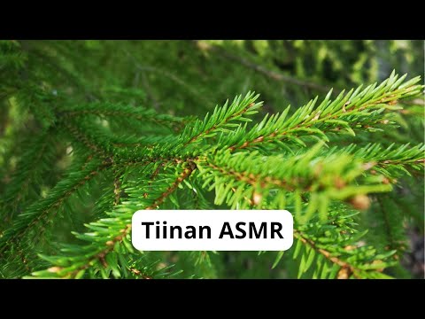 Asmr in English - Walks in Finnish forests and roads. And a sauna!