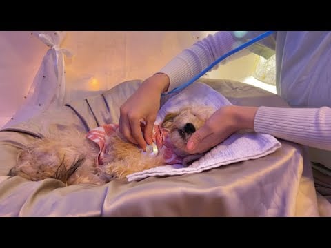 Asmr Puppy Doctor Visit
