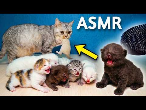 Newborn Kittens Meowing for Mom | Mama Cat Carries Babies | ASMR