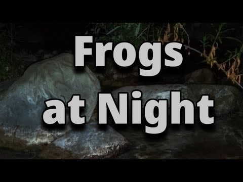 Nature Sounds - Frogs by the Creek at Night #ASMR #SleepAid - 42 mins no talking