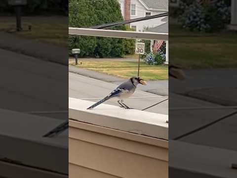 What’s your favorite bird to see outside on your porch or in your yard? #birdwatch #backyardbirding