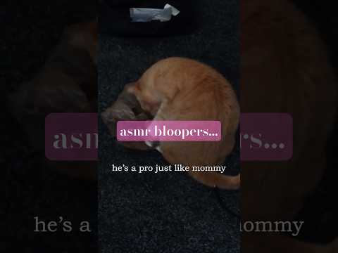 cats 🙅🏻‍♀️ asmr #asmr #cats #bloopers
