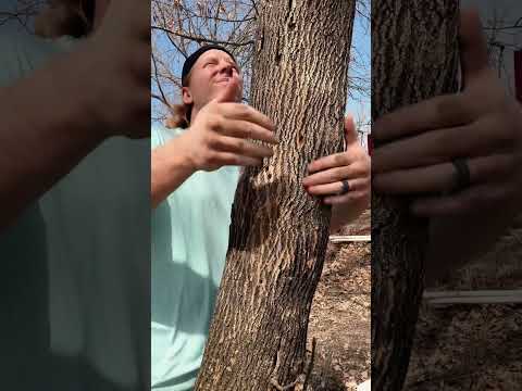 ASMR | Giving a Tree a Massage #asmr