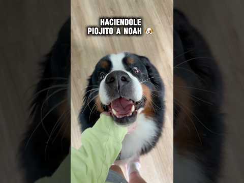 Mi perrito Noah 🐶 #asmr