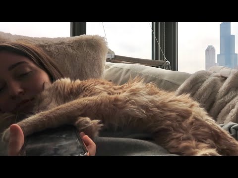 ASMR Cat Purring ~ city ambience