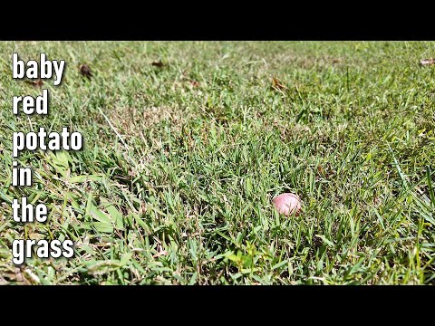baby red potato in the grass