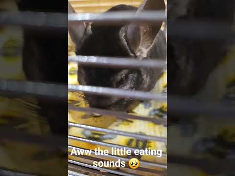 she's so cute #asmr #cute #chinchilla #adorable