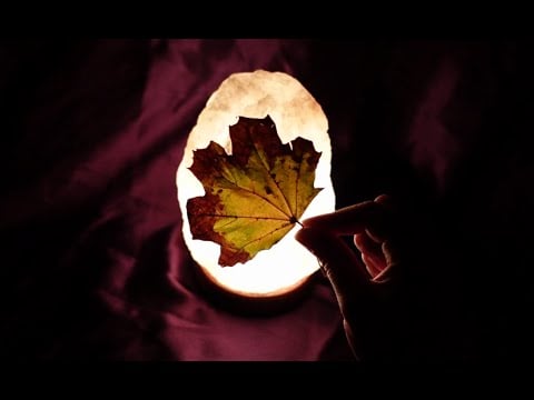 ASMR Crunchy Leaves (No Talking, Crunchy Autumn Leaves)