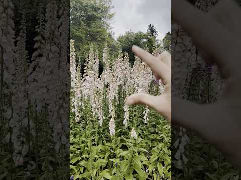 ASMR landscape tracing a garden #tracingasmr #asmr #layeredasmr