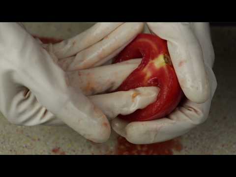 ASMR Sound of Hands Touching an Amazing Tomato 💦