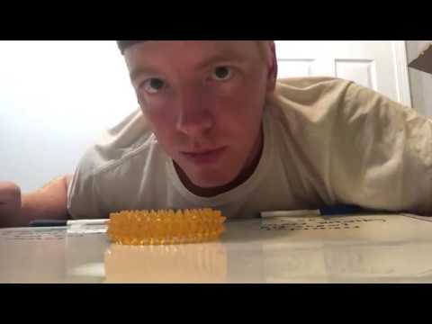 ASMR With a rubber Circle Dog Toy