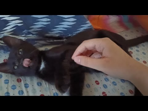 ASMR Brushing My Kitten 🐱✨ Purring + Visual Triggers