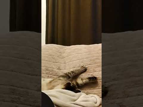 If this doesn't relax you 😊😊 #asmr