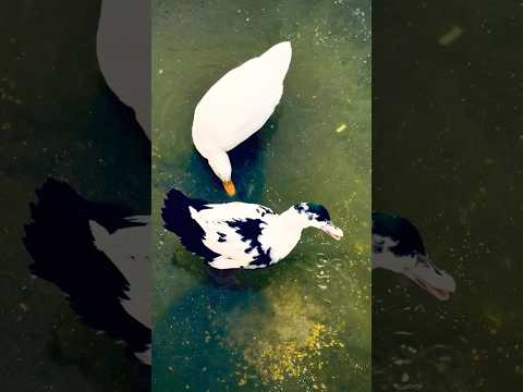 #duck #relax #cuteanimals #viral #shorts #nature #natureasmr #asmr #animallovers #villagelife
