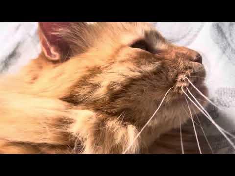 АСМР: мурчание котика 💤😴!!!
