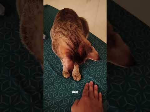 Sary Gareeb hai Short Video 😺🤗 #shorts #funny #comedy #cat #viral #catworld #catwatch