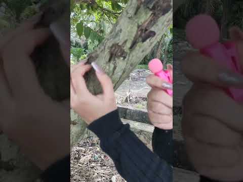 Outdoor ASMR in my village #asmrvideo #asmr