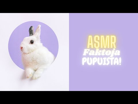 ASMR SUOMI 🐰  Faktoja PUPUISTA! 🐰