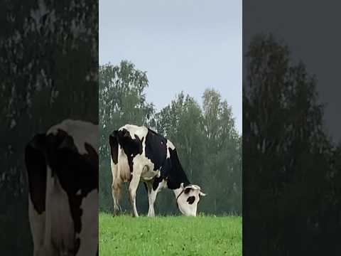 Panda cow