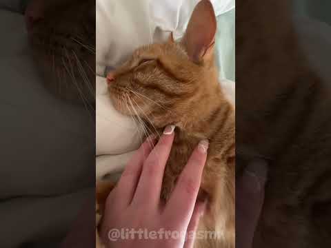 CAT ASMR 😸 (VOLUME UP 🔊) #asmr #cute #cat #orangecat #meep