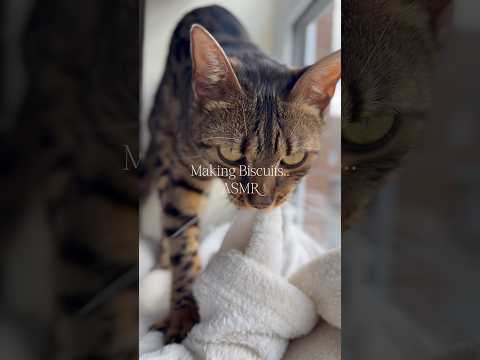 My sweet Ava making biscuits 🍪 #asmr #kitty #cats #purrfect