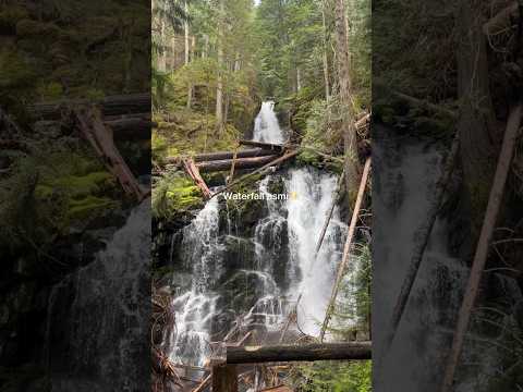 🌲 come hike with me 🫶🏼 #asmrvideo #naturesounds #pnw #hikingadventures