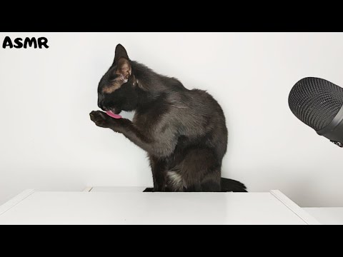 Cat Grooming ASMR