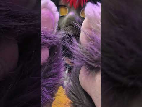 Public ASMR With Shadow's Paws #asmrtingles  #asmr #furry #paws #publicasmr