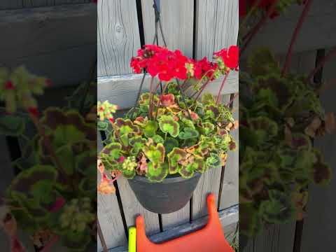 My favourite parts of my garden ASMR 🪴 🪏