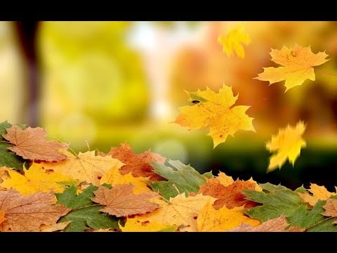 Ambers ASMR: *** Playing with LEAVES !!! ( + plastic bag crinkles + rubber gloves )
