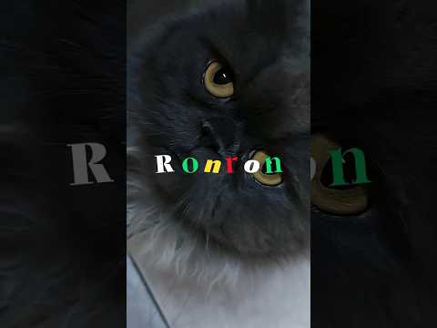 ASMR RONROM 😻 #asmr