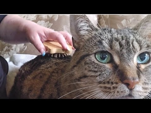 🐈 ASMR w/ Woodley the Cat 😻