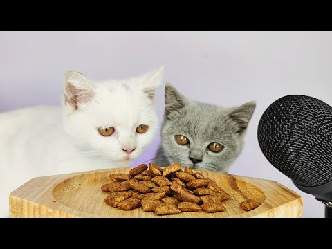 White Cat eating Crunchy Dry Food ASMR