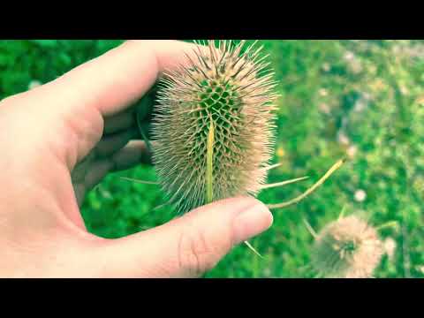 Short Asmr outdoors (nature)