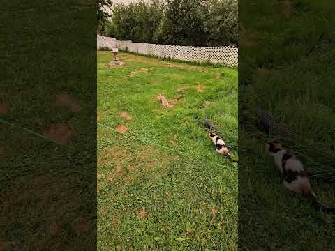 Jaydyn and Spooks Playing