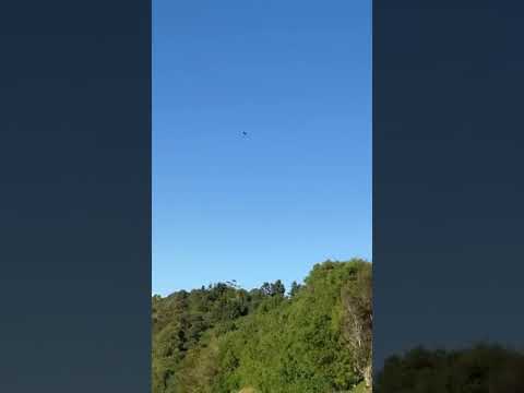 Wedgetail Eagle Over The Mountains🗻🦅