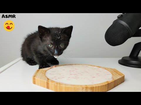 Kitten drinking milk ASMR