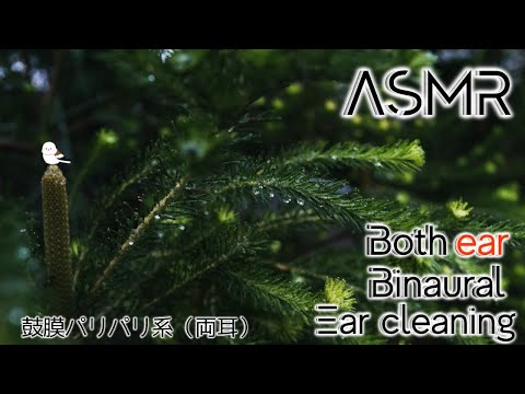 【ASMR/Ear Cleaning/Binaural】刺激強めのパリパリ耳かき【両耳版/耳かき/イヤホン必須】