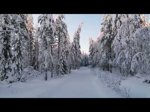 Winter walk on a forest road / snow and wind ASMR sounds