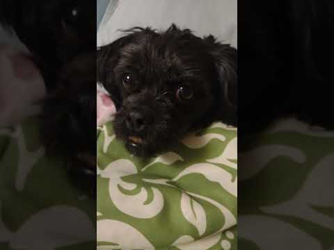 Cute dog#dog #doglover #shortvideo #sleepingdogs #subscribers #america #challenges #ofwusa