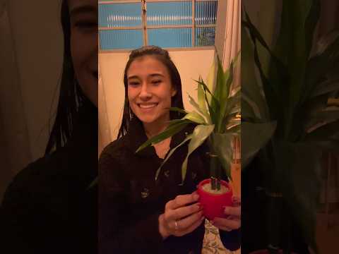 ASMR aleatório 🔀