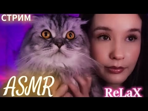ASMR Расслаблю тебя с котиками Relax #asmrlive #asmrstream #асмр