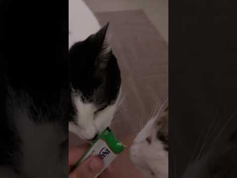 ASMR - GATOS COMENDO CHURU #mukbang