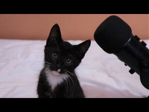 GATITO INTENTA HACER ASMR POR PRIMERA VEZ