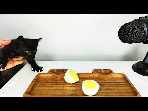 Kitten Eating Boiled Egg ASMR