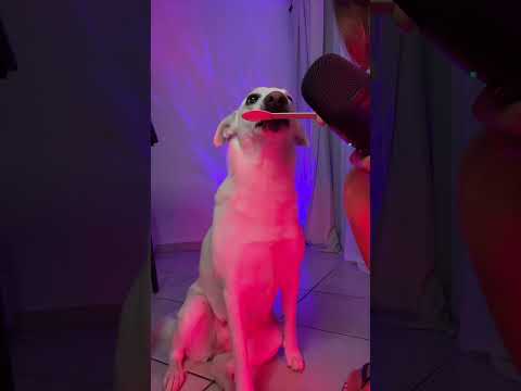 #ASMR con Ospite Speciale 🐶 #asmrdog #dogasmr #asmrsounds #asmrvideo #asmreating #asmrcommunity