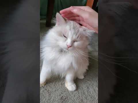 ASMR | Fluffy kitten relaxation 😻 Soft spoken/whispering #Shorts