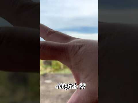 Jellyfish asmr !! Di sawah #asmrvideo #asmr